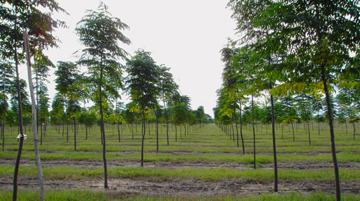 ecoBosques �rboles de r�pido crecimiento