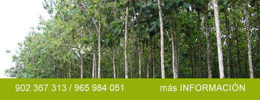 bosques naturales de maderas nobles