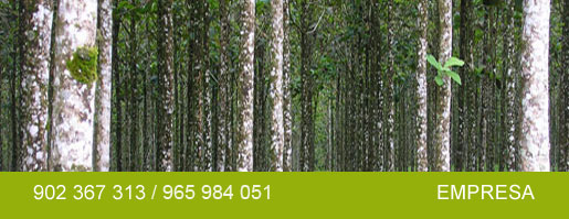 Maderas nobles en bosques naturales