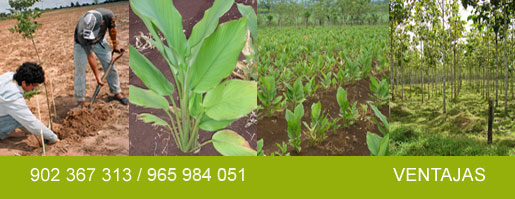 plantacion desarrollada y gestionadad por ecobosques