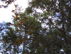 ecobosques bienes 