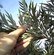 ecoBosques plantaciones de &aacute;rboles