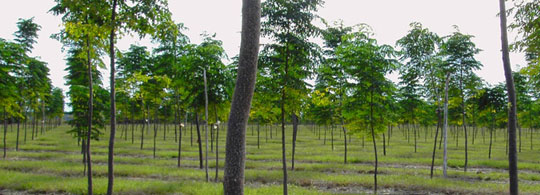 ecoBosques bosques naturales